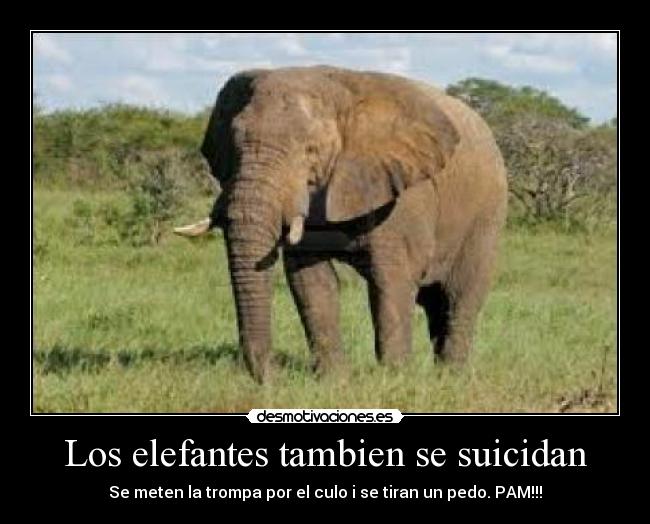 Los elefantes tambien se suicidan -