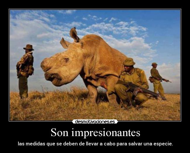 Son impresionantes - 