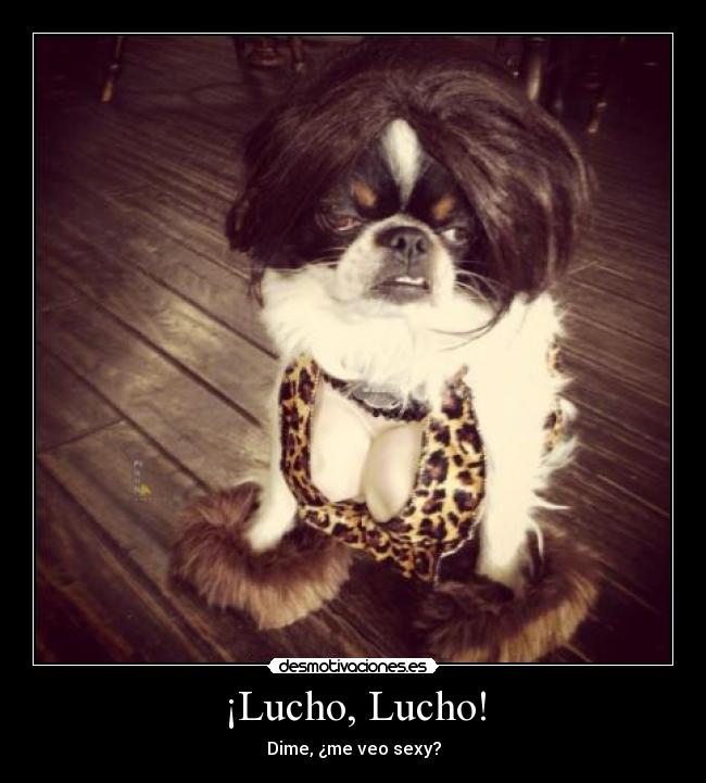 ¡Lucho, Lucho! - Dime, ¿me veo sexy?