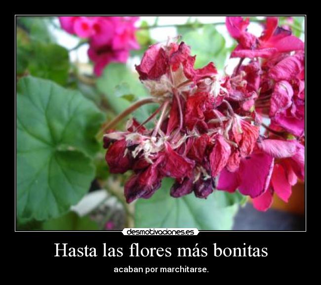 carteles flor flores bonita marchita belleza vida muerte desmotivaciones