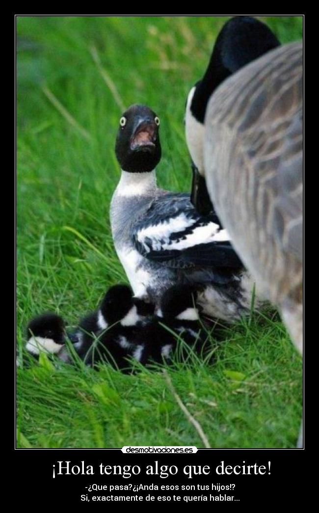 ¡Hola tengo algo que decirte! - 