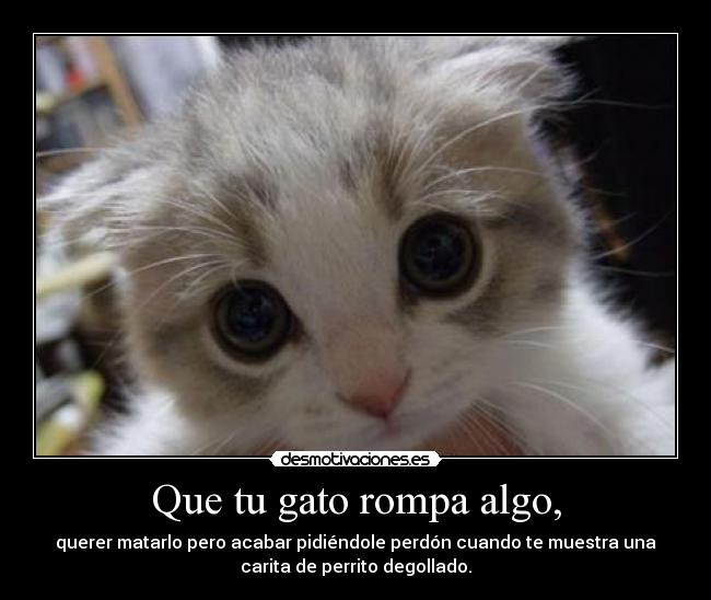 Que tu gato rompa algo, - 