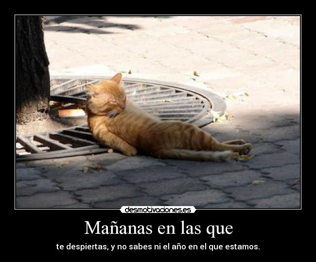 carteles neko gatoslosske dormido saber que pasa what desmotivaciones