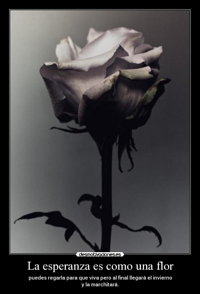 La esperanza es como una flor -