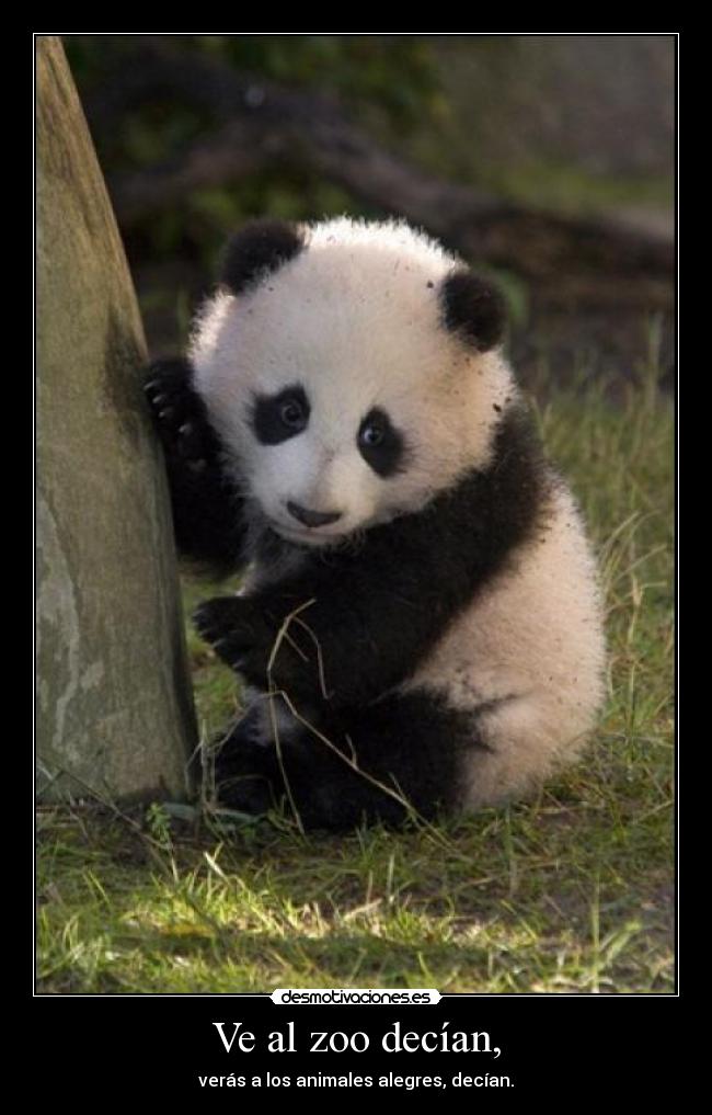Ve al zoo decían, - verás a los animales alegres, decían.