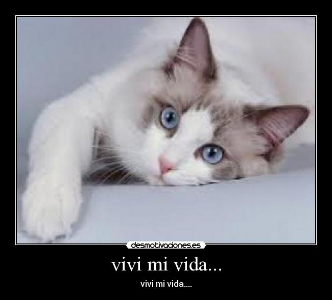 carteles vida gato desmotivaciones