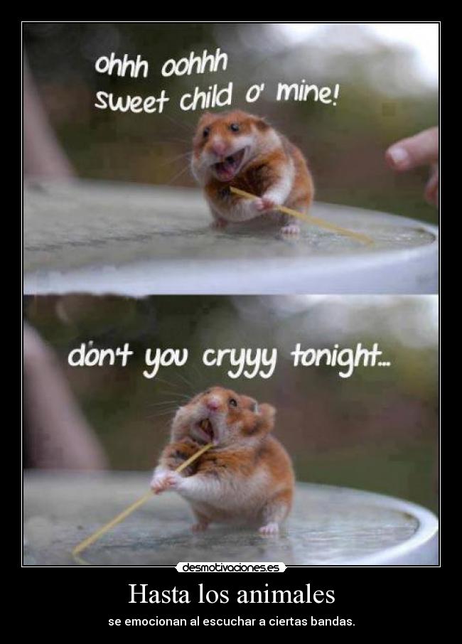 Hasta los animales - se emocionan al escuchar a ciertas bandas.