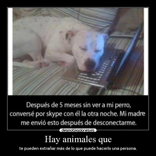 Hay animales que - 