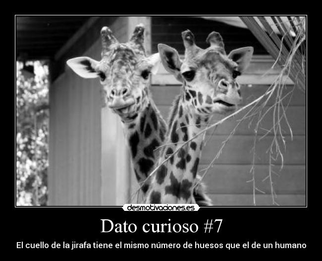 Dato curioso #7 - El cuello de la jirafa tiene el mismo número de huesos que el de un humano