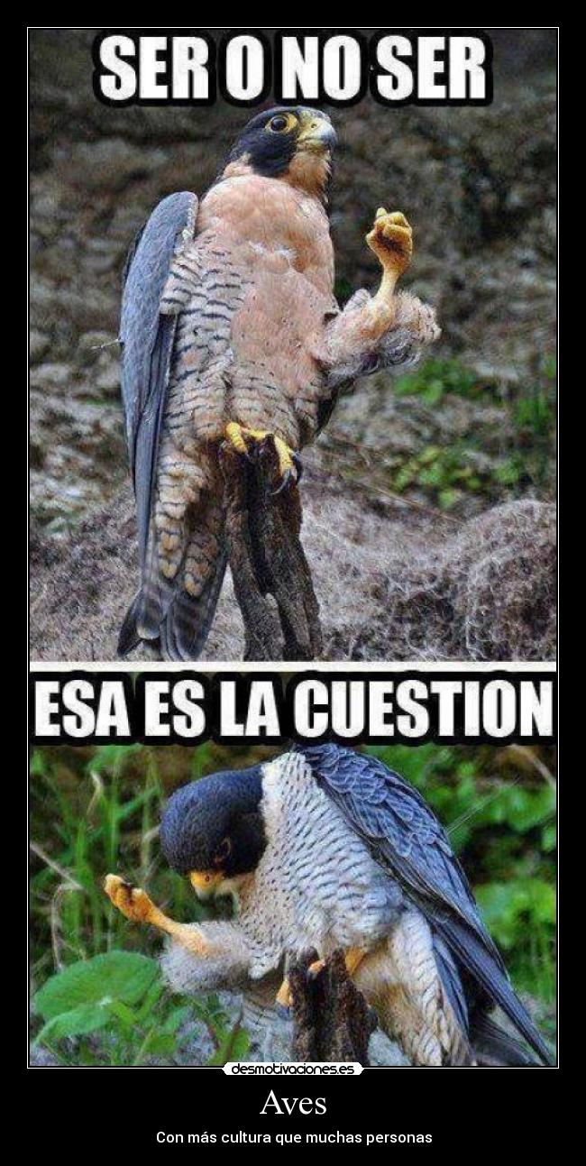 Aves - Con más cultura que muchas personas