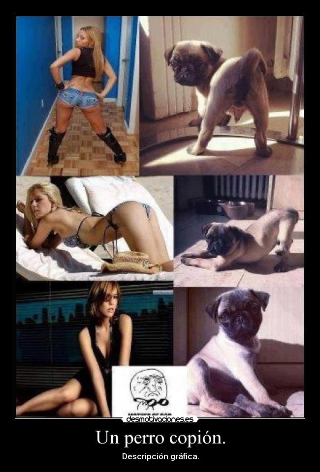Un perro copión. - Descripción gráfica.