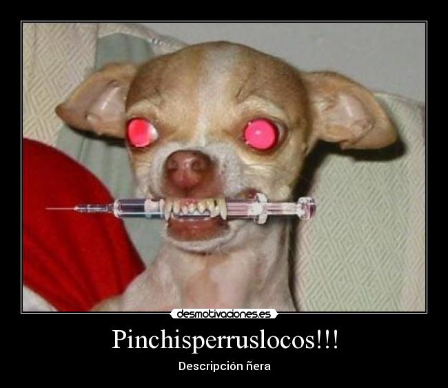 Pinchisperruslocos!!! -