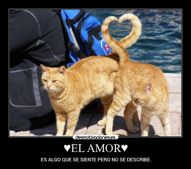 ♥EL AMOR♥ - ♥ES ALGO QUE SE SIENTE PERO NO SE DESCRIBE.♥