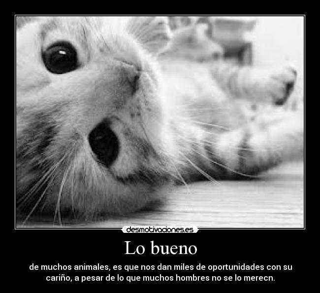Lo bueno - de muchos animales, es que nos dan miles de oportunidades con su
cariño, a pesar de lo que muchos hombres no se lo merecn.