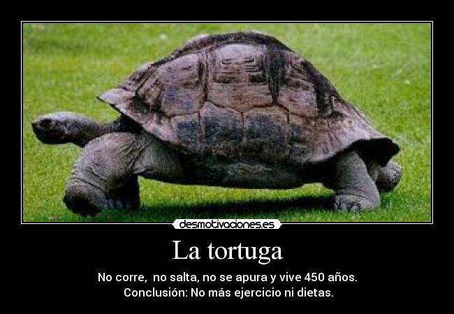 La tortuga - No corre, no salta, no se apura y vive 450 años.
Conclusión: No más ejercicio ni dietas.