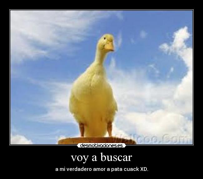 voy a buscar - a mi verdadero amor a pata cuack XD.