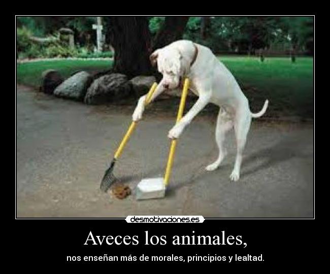 Aveces los animales, - nos enseñan más de morales, principios y lealtad.