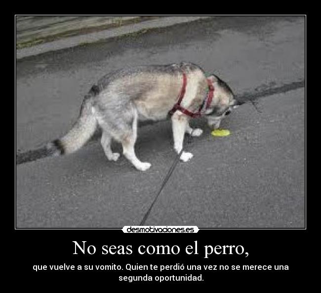 No seas como el perro, - que vuelve a su vomito. Quien te perdió una vez no se merece una
segunda oportunidad.