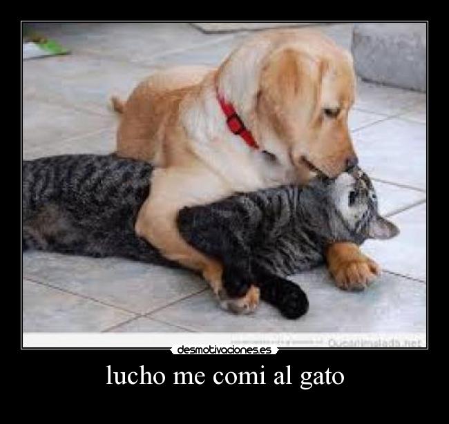 lucho me comi al gato -
