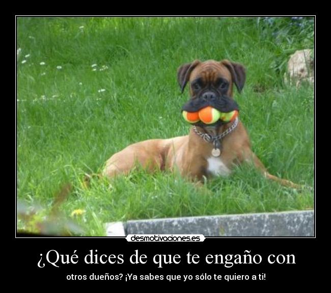 carteles desmofunny perro esta loco desmotivaciones