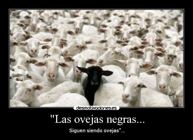 Las ovejas negras... - Siguen siendo ovejas...