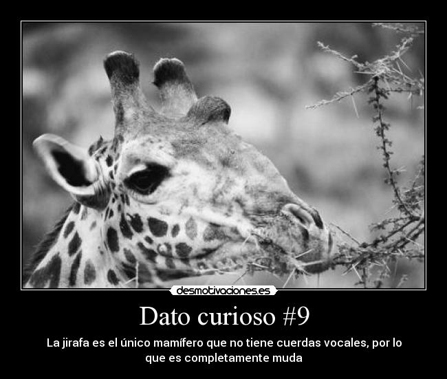 Dato curioso #9 - La jirafa es el único mamífero que no tiene cuerdas vocales, por lo
que es completamente muda