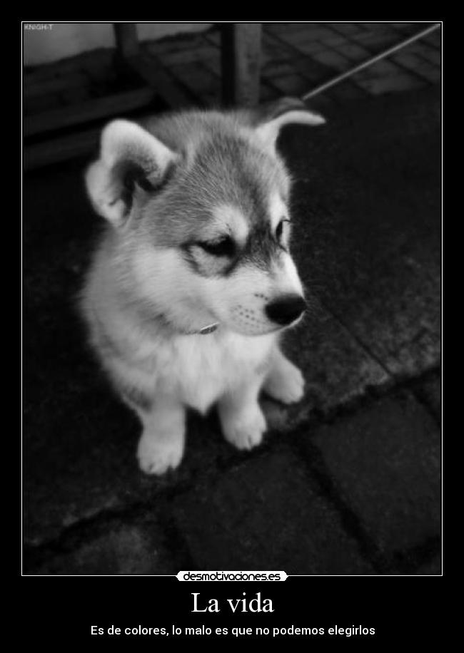 La vida - Es de colores, lo malo es que no podemos elegirlos