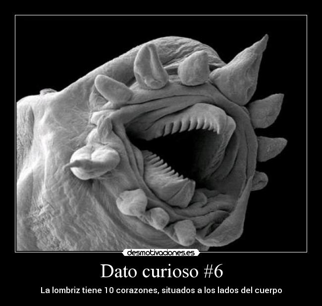 Dato curioso #6 - La lombriz tiene 10 corazones, situados a los lados del cuerpo