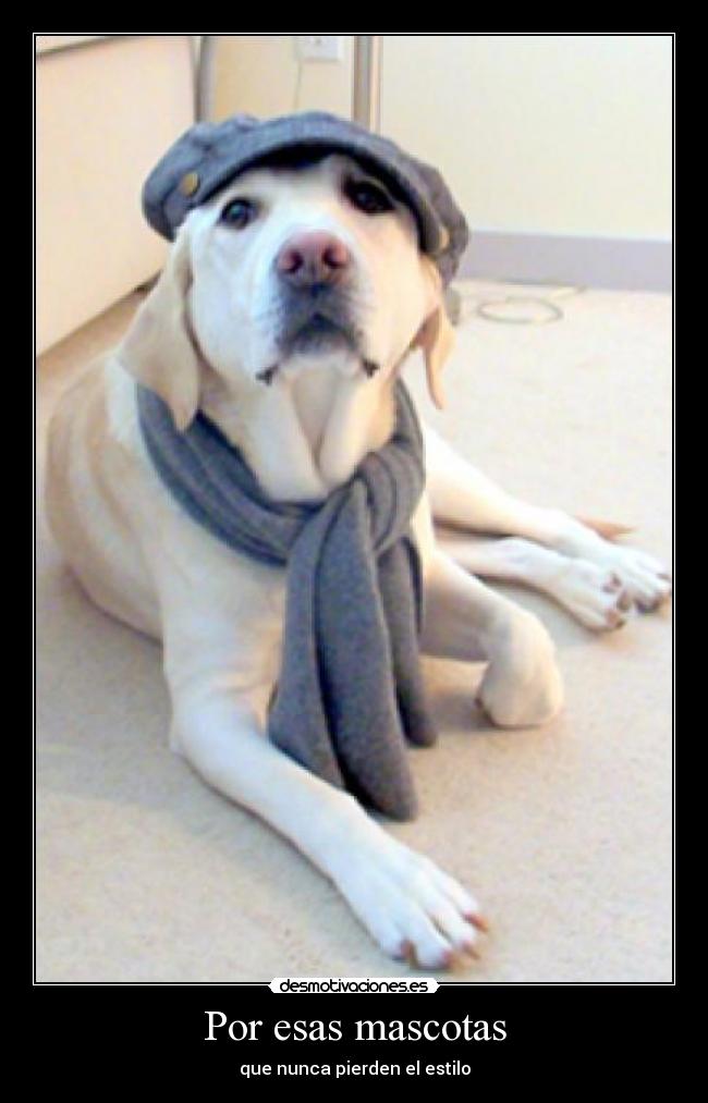 Por esas mascotas - 