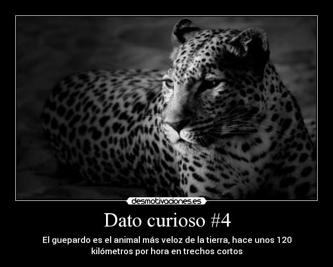 Dato curioso #4 - El guepardo es el animal más veloz de la tierra, hace unos 120
kilómetros por hora en trechos cortos