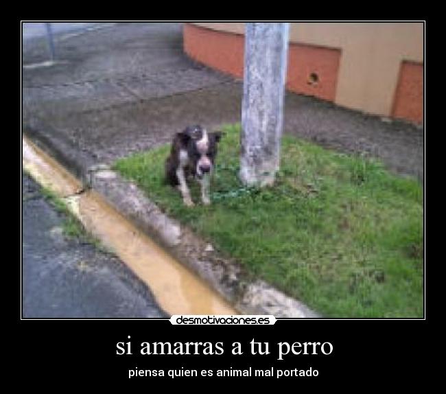 si amarras a tu perro - piensa quien es animal mal portado