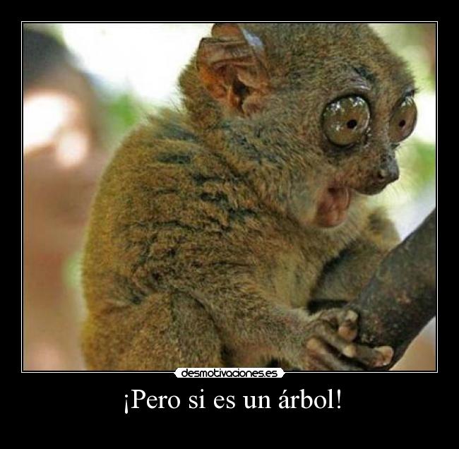 carteles hook mono lento especie muy protegida principal quiero desmotivaciones