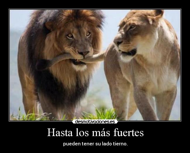 Hasta los más fuertes - pueden tener su lado tierno.