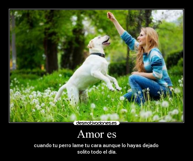 carteles amor perros desmotivaciones