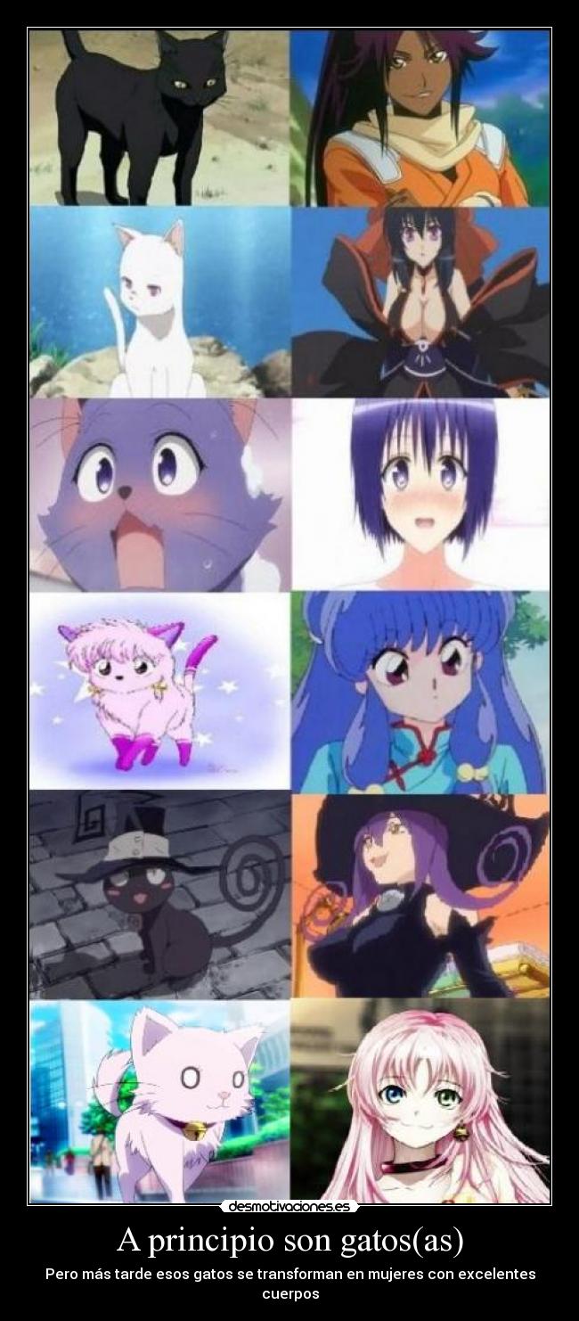 A principio son gatos(as) -