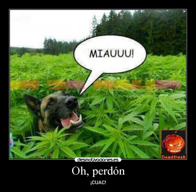 Oh, perdón - 