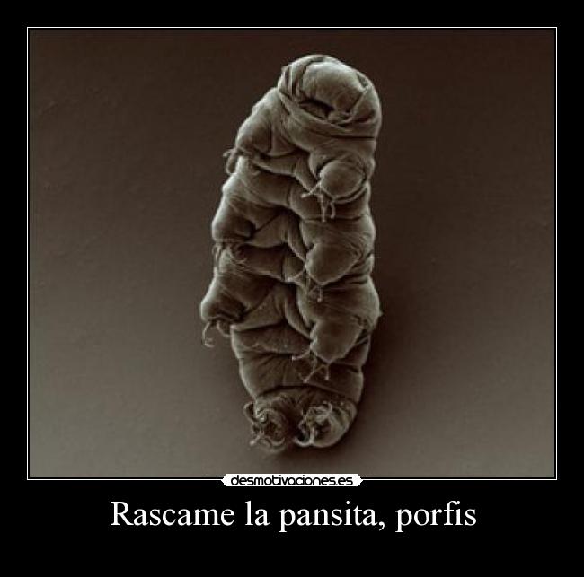 Rascame la pansita, porfis - 