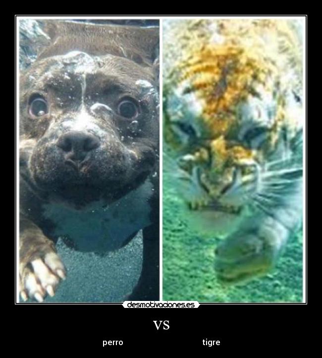 vs - perro tigre