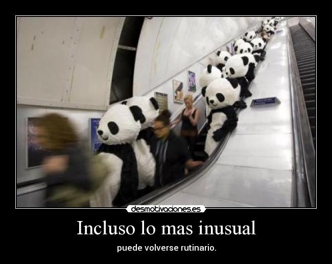 carteles pandas pandas everywhere desmotivaciones