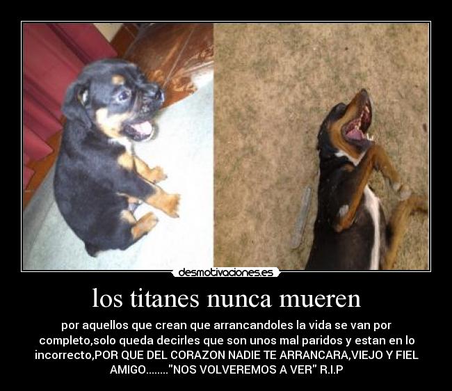 carteles perritos asesinados desmotivaciones