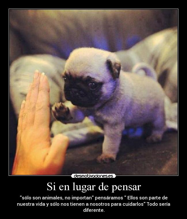 Si en lugar de pensar - sólo son animales, no importan pensáramos  Ellos son parte de
nuestra vida y sólo nos tienen a nosotros para cuidarlos Todo sería
diferente.