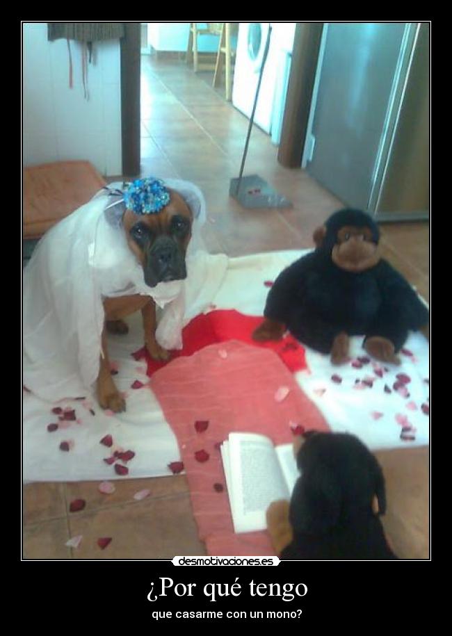 ¿Por qué tengo - que casarme con un mono?