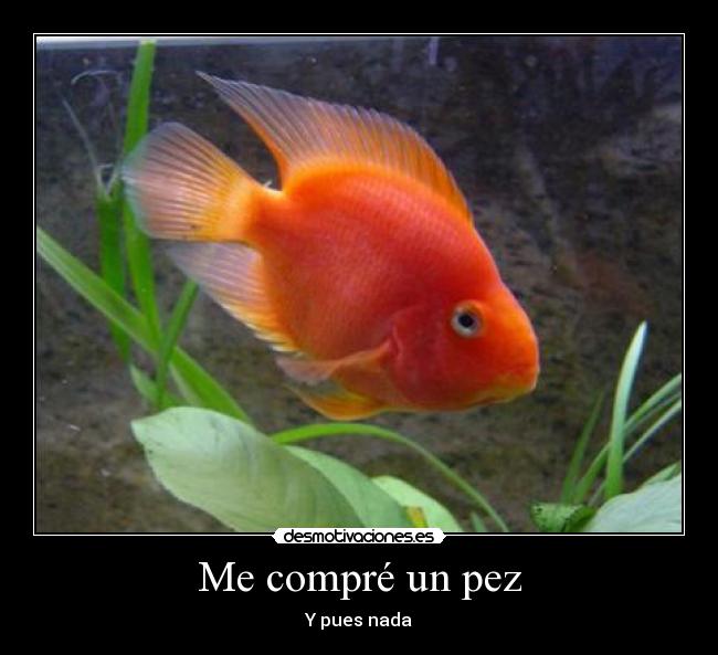 http://img.desmotivaciones.es/201306/pez.jpg