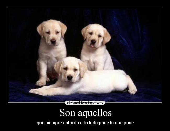 carteles cachorros desmotivaciones