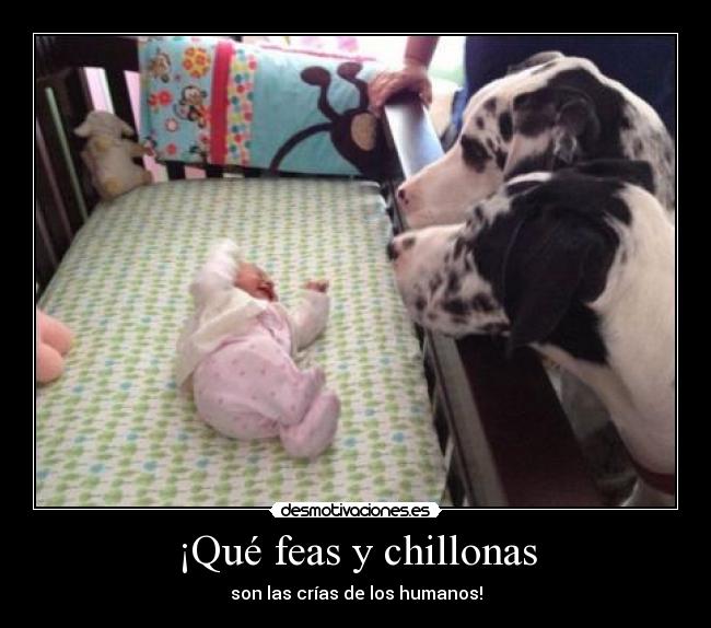 carteles eften perrosmolanmasquegatos desmotivaciones