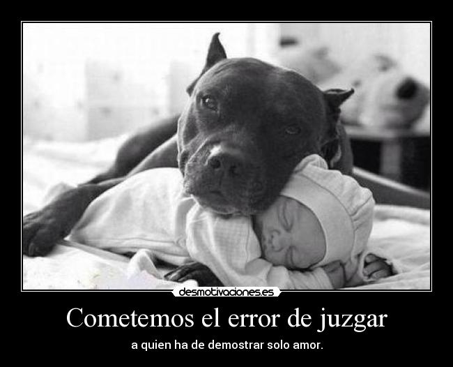 carteles pittbuldeamor desmotivaciones