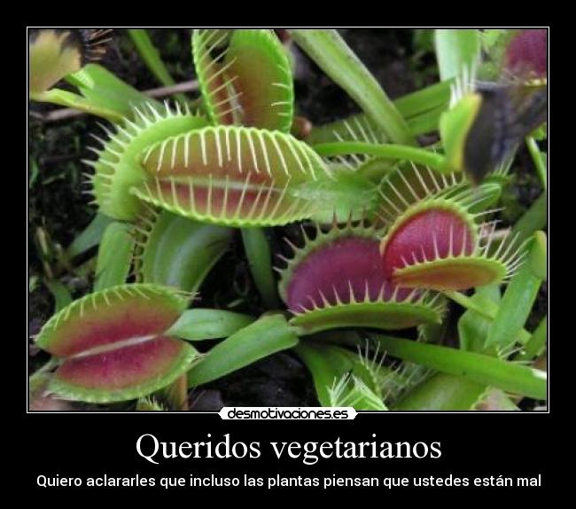 Queridos vegetarianos - 