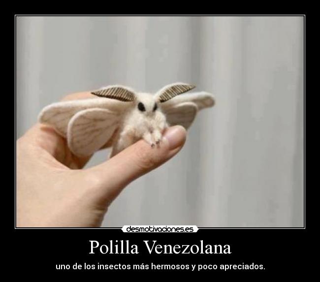 Polilla Venezolana - uno de los insectos más hermosos y poco apreciados.