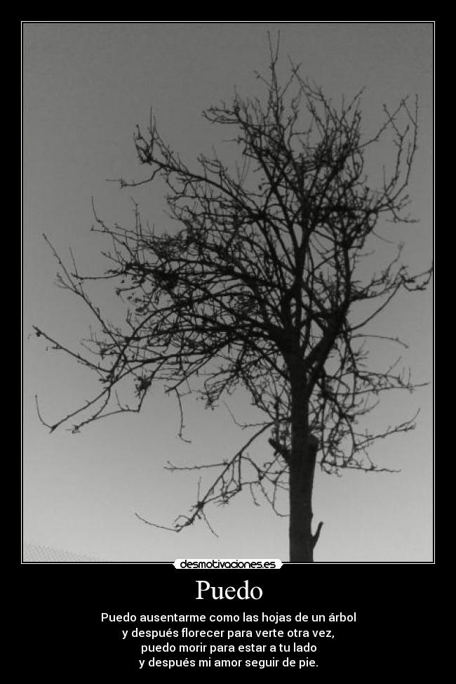 Puedo - Puedo ausentarme como las hojas de un árbol
y después florecer para verte otra vez,
puedo morir para estar a tu lado
y después mi amor seguir de pie.