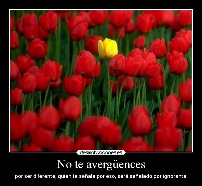 No te avergüences - 